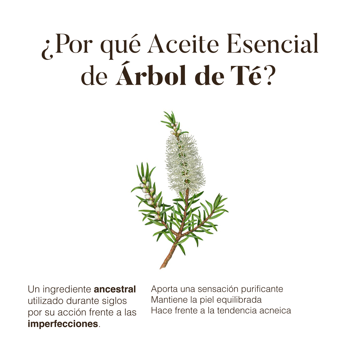 Tea Tree: Essential Oil